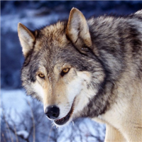 泰拉瑞亚狼套装强度如何，狼套装最强攻略分享