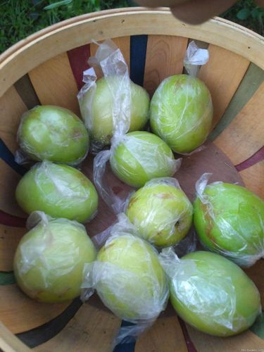 dnf抗性药剂